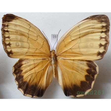 Stichophthalma howqua (Westwood, 1851)  Vietnam 100mm19